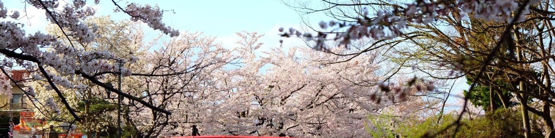 Cherry blossom and red bridge at Garyu Park, Suzaka-Nagano Prefecture-Japan. It’s a perfect place to enjoy hanami.