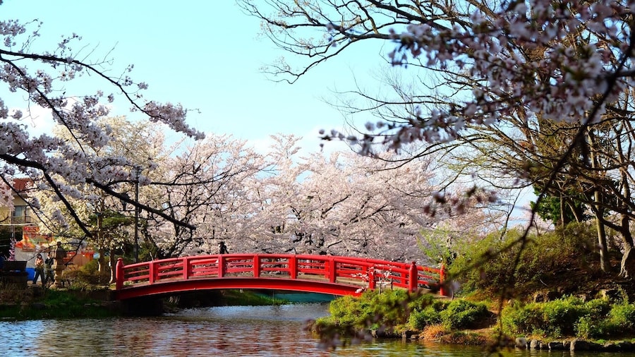 Cherry blossom and red bridge at Garyu Park, Suzaka-Nagano Prefecture-Japan. It’s a perfect place to enjoy hanami.