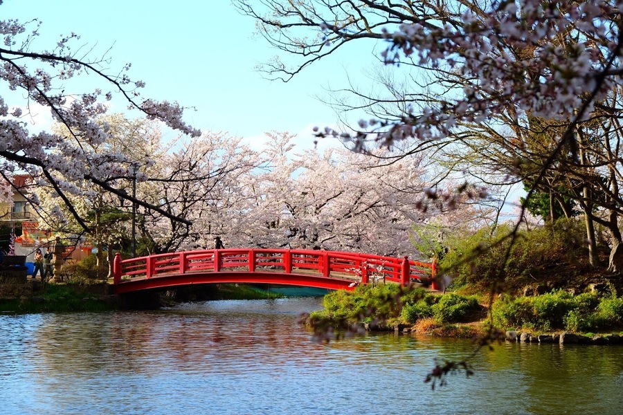 Cherry blossom and red bridge at Garyu Park, Suzaka-Nagano Prefecture-Japan. It’s a perfect place to enjoy hanami.