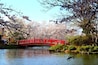 Cherry blossom and red bridge at Garyu Park, Suzaka-Nagano Prefecture-Japan. It’s a perfect place to enjoy hanami.