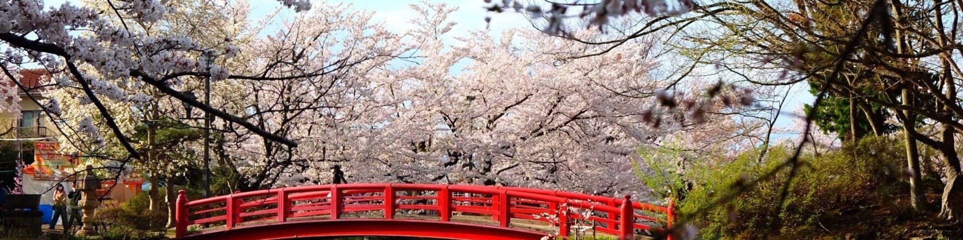 Cherry blossom and red bridge at Garyu Park, Suzaka-Nagano Prefecture-Japan. It’s a perfect place to enjoy hanami.