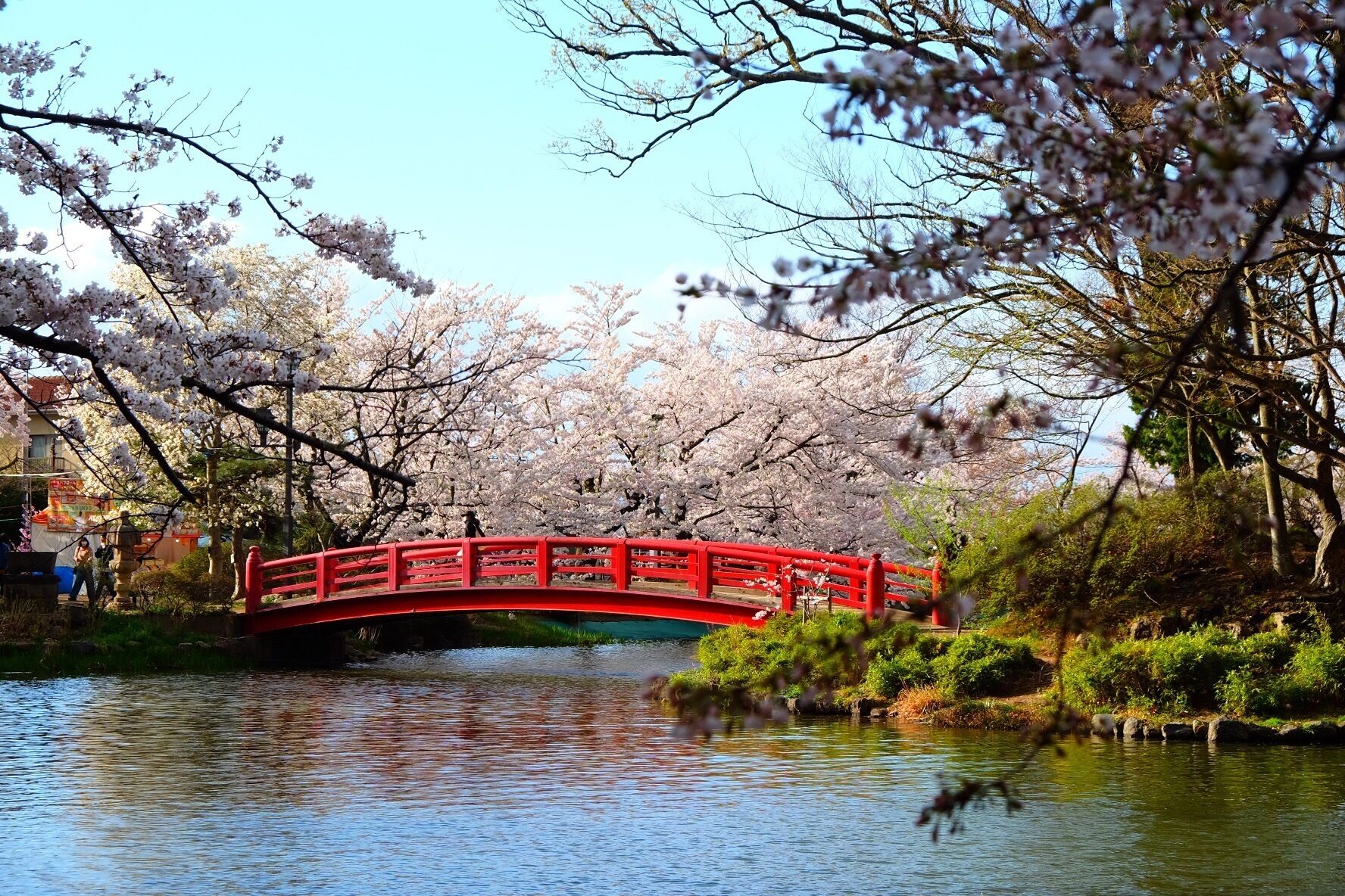 A red bridge over a calm river, surrounded by cherry blossom trees.