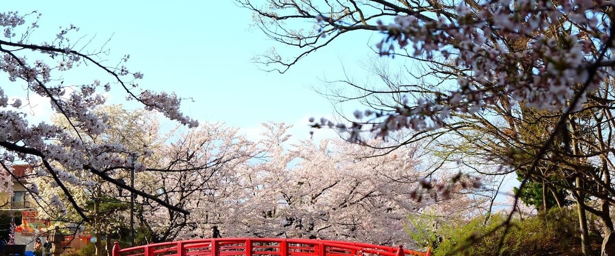 A red bridge over a calm river, surrounded by cherry blossom trees.