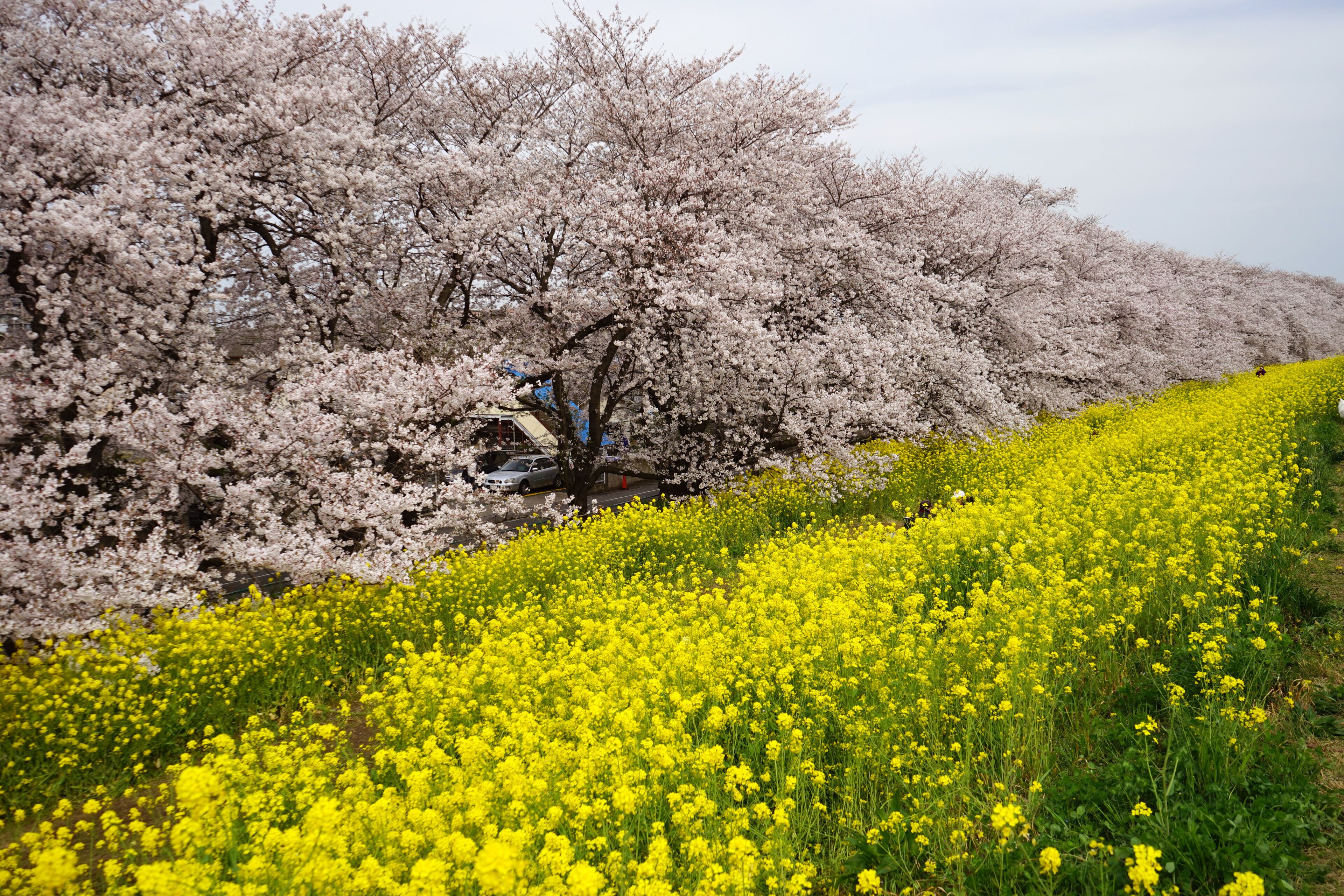 The cherry blossom in Kumagaya-Sakura-tsutsumi was in full bloom located in , Saitama pref in Japan.