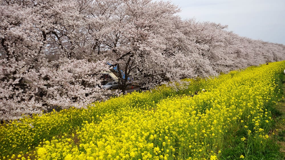 A field of yellow flowers with cherry blossoms in the background.