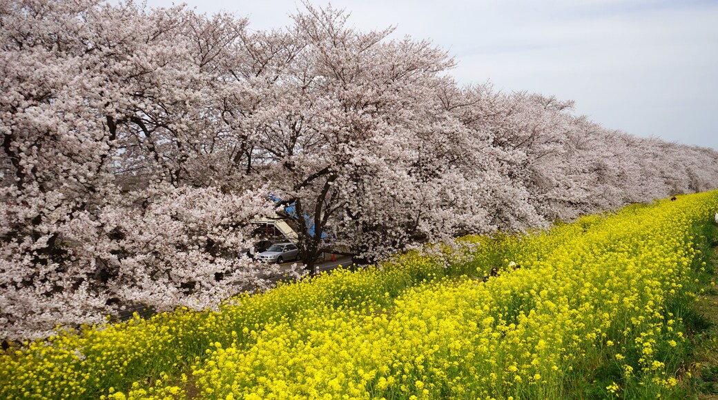 Kumagaya