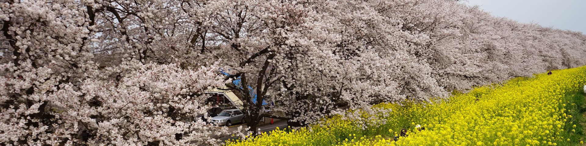 The cherry blossom in Kumagaya-Sakura-tsutsumi was in full bloom located in , Saitama pref in Japan.