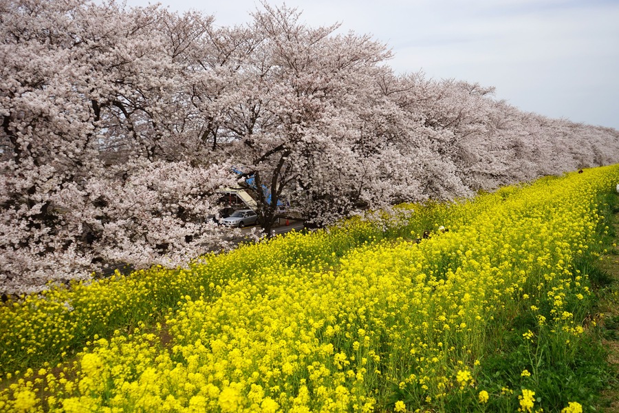 The cherry blossom in Kumagaya-Sakura-tsutsumi was in full bloom located in , Saitama pref in Japan.