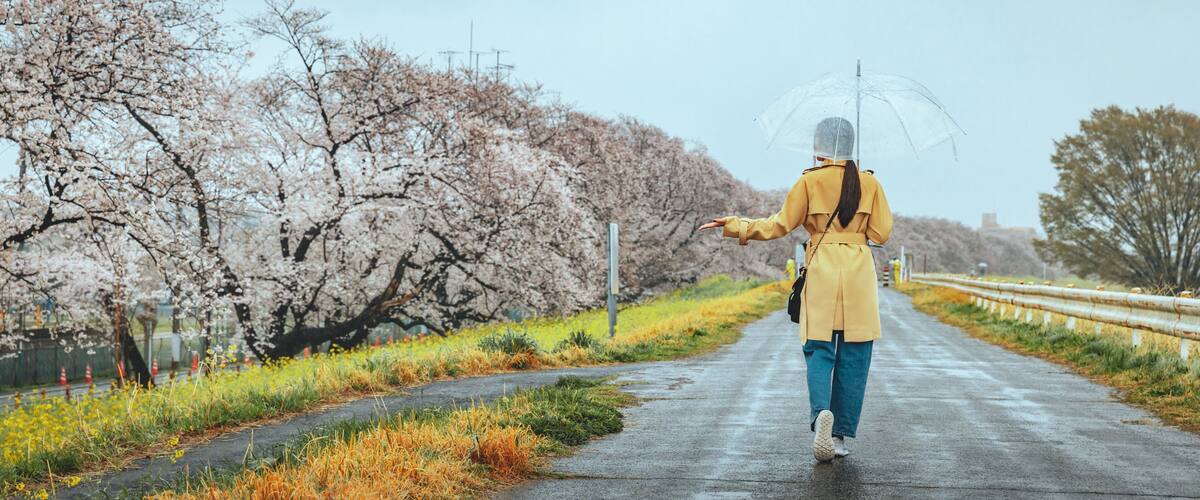 Traveler asian woman with umbrella travel in sakura cherry blossom tree and rapeseed flower with rain in kumagaya Saitama Japan