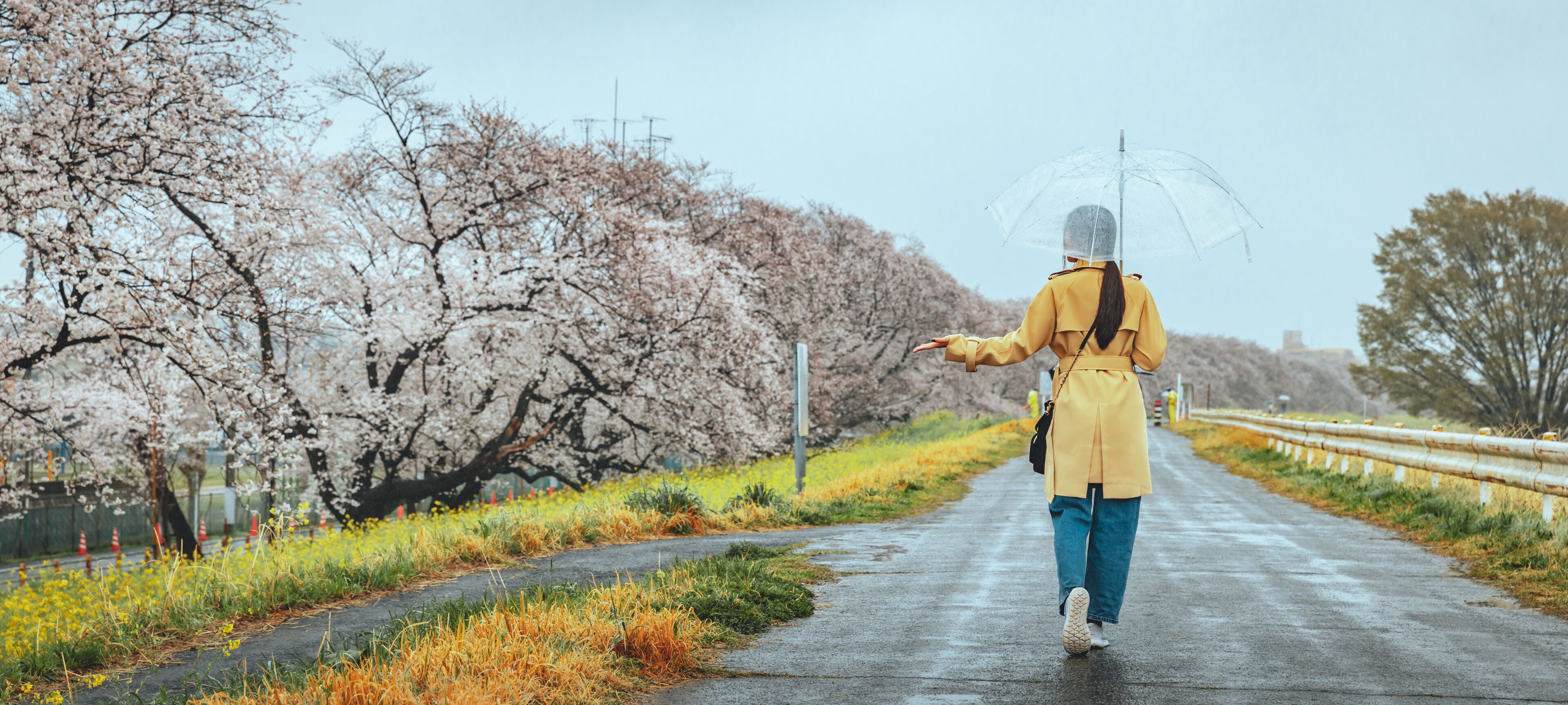 A person walking on a wet road with cherry blossoms and a guardrail.
