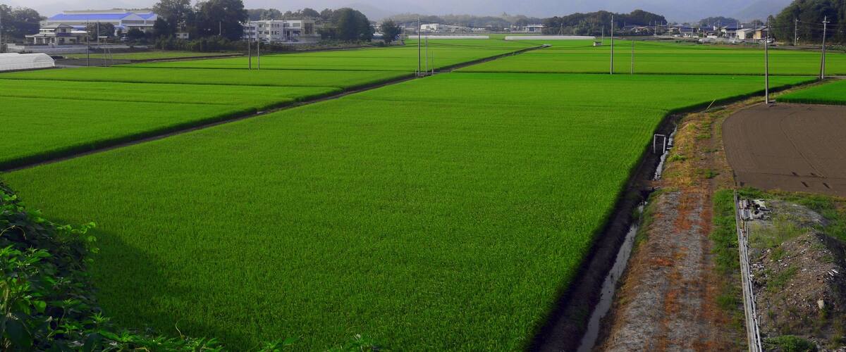 A vast green agricultural field with a clear sky and distant mountains.