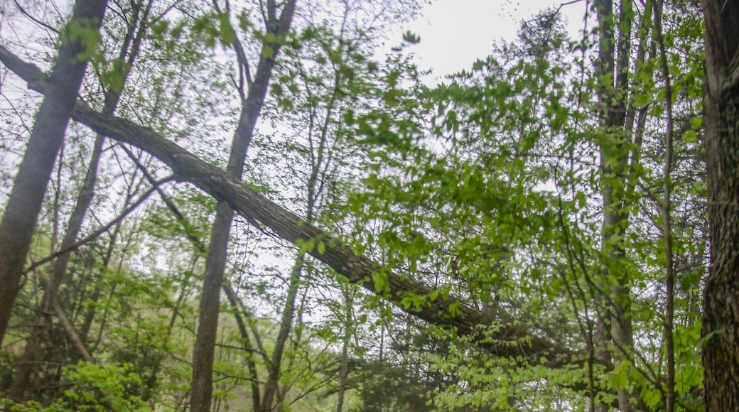 OHRV on trails of West Virginia