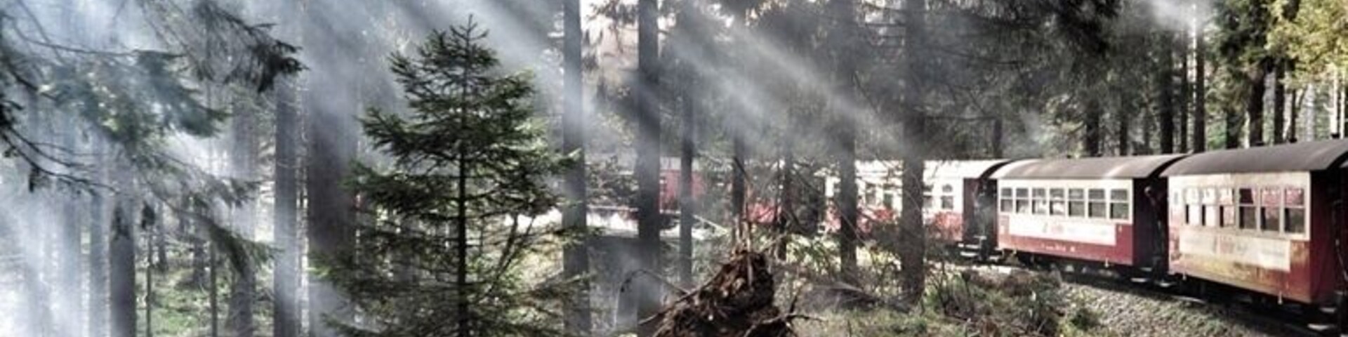 A train traveling through a forest with tall trees and sunlight filtering through the canopy.