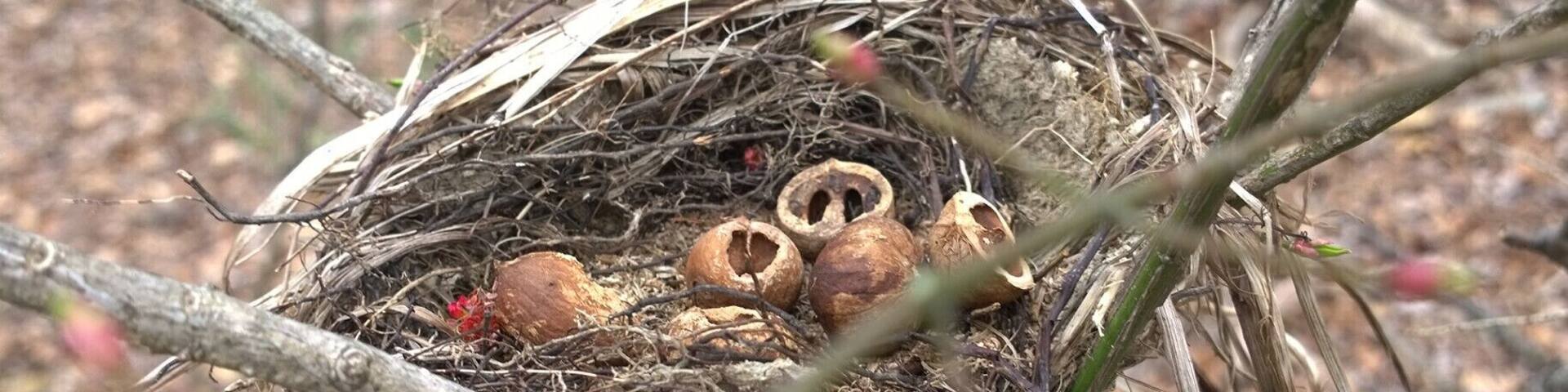 An opportunistic creature, possibly a squirrel, used this unoccupied bird nest as a dining room table.
Ramser Arboretum has five miles of hiking trails are laid out across 680 acres.
Named after farmer Russell Ramser. Russ began converting his farm from a cattle operation to hardwood trees, and by his death in 1996 had planted over 150,000 trees.