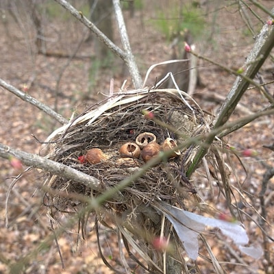 An opportunistic creature, possibly a squirrel, used this unoccupied bird nest as a dining room table.
Ramser Arboretum has five miles of hiking trails are laid out across 680 acres.
Named after farmer Russell Ramser.  Russ began converting his farm from a cattle operation to hardwood trees, and by his death in 1996 had planted over 150,000 trees.