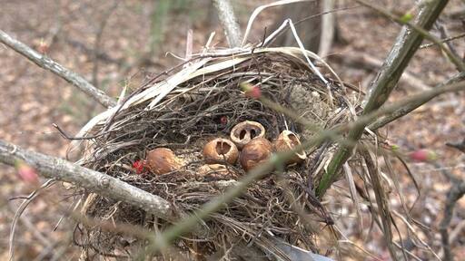 An opportunistic creature, possibly a squirrel, used this unoccupied bird nest as a dining room table.
Ramser Arboretum has five miles of hiking trails are laid out across 680 acres.
Named after farmer Russell Ramser. Russ began converting his farm from a cattle operation to hardwood trees, and by his death in 1996 had planted over 150,000 trees.