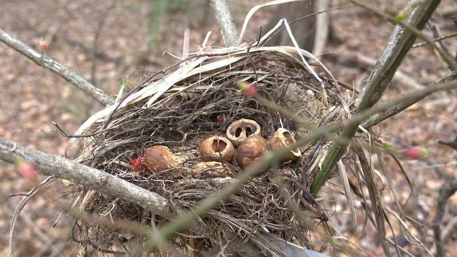 An opportunistic creature, possibly a squirrel, used this unoccupied bird nest as a dining room table.
Ramser Arboretum has five miles of hiking trails are laid out across 680 acres.
Named after farmer Russell Ramser. Russ began converting his farm from a cattle operation to hardwood trees, and by his death in 1996 had planted over 150,000 trees.