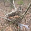 An opportunistic creature, possibly a squirrel, used this unoccupied bird nest as a dining room table.
Ramser Arboretum has five miles of hiking trails are laid out across 680 acres.
Named after farmer Russell Ramser. Russ began converting his farm from a cattle operation to hardwood trees, and by his death in 1996 had planted over 150,000 trees.