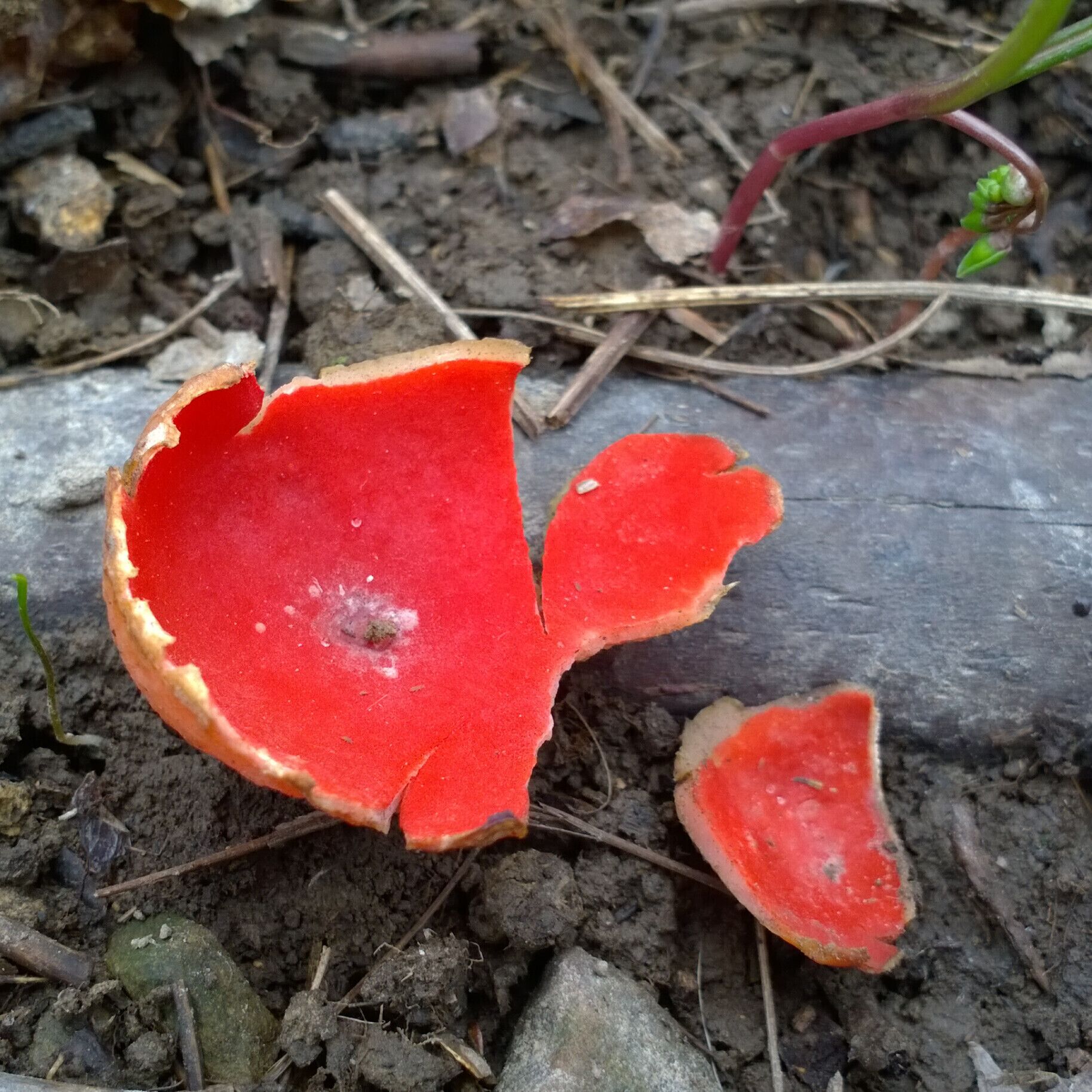 It's broken, but I think this might be scarlet cup fungus (Sarcoscypha coccinea).

Ramser Arboretum has five miles of hiking trails are laid out across 680 acres.

Named after farmer Russell Ramser.  Russ began converting his farm from a cattle operation to hardwood trees, and by his death in 1996 had planted over 150,000 trees.