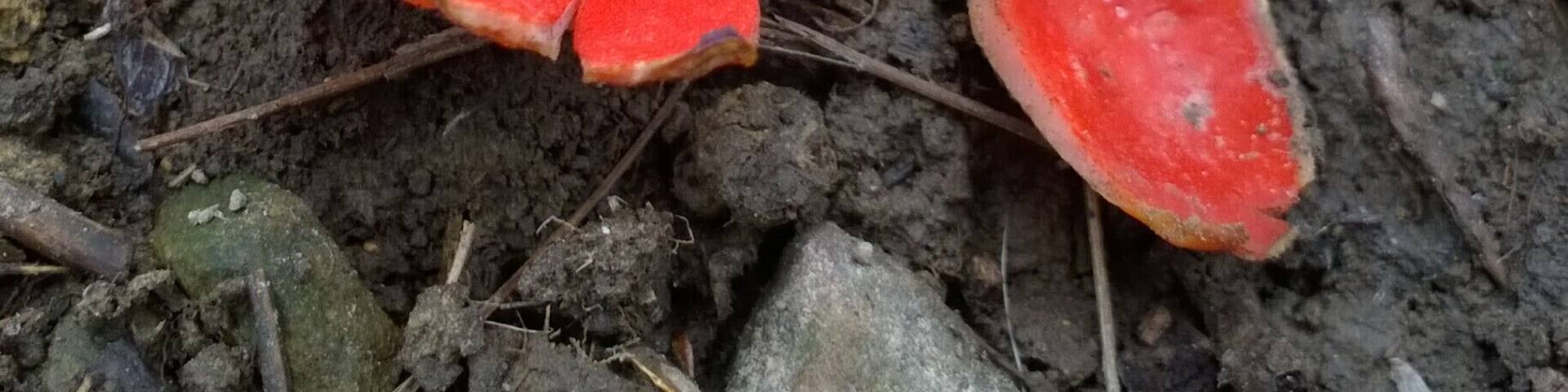 A red mushroom with a white spot on its underside, lying on the ground among rocks and twigs.