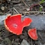 It's broken, but I think this might be scarlet cup fungus (Sarcoscypha coccinea).
Ramser Arboretum has five miles of hiking trails are laid out across 680 acres.
Named after farmer Russell Ramser. Russ began converting his farm from a cattle operation to hardwood trees, and by his death in 1996 had planted over 150,000 trees.