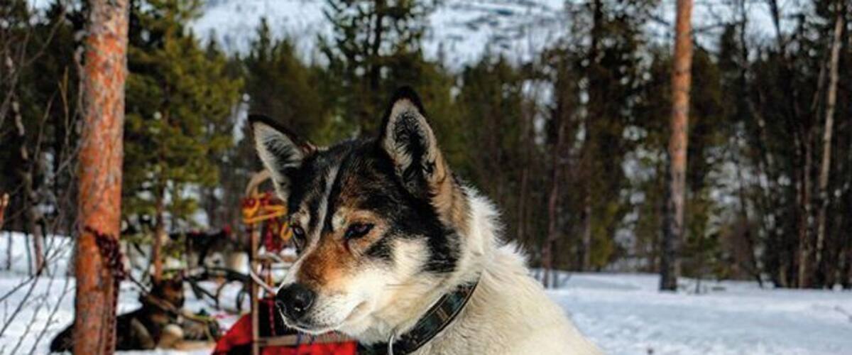 This one was the leader of the pack...now retired, she had the freedom to join us on our ride, if she wished!
I'm glad she did!
#bucketload of adorable!