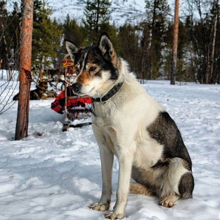 This one was the leader of the pack...now retired, she had the freedom to join us on our ride, if she wished!
I'm glad she did!
#bucketload of adorable!