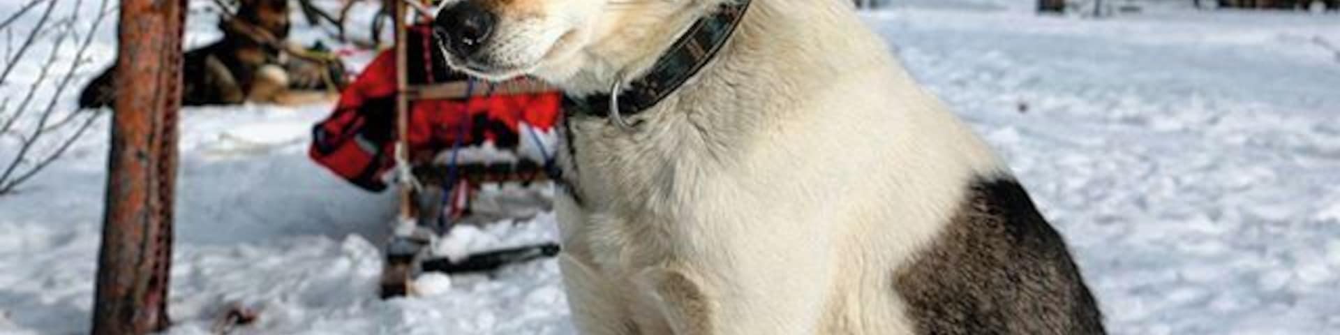 This one was the leader of the pack...now retired, she had the freedom to join us on our ride, if she wished!
I'm glad she did!
#bucketload of adorable!