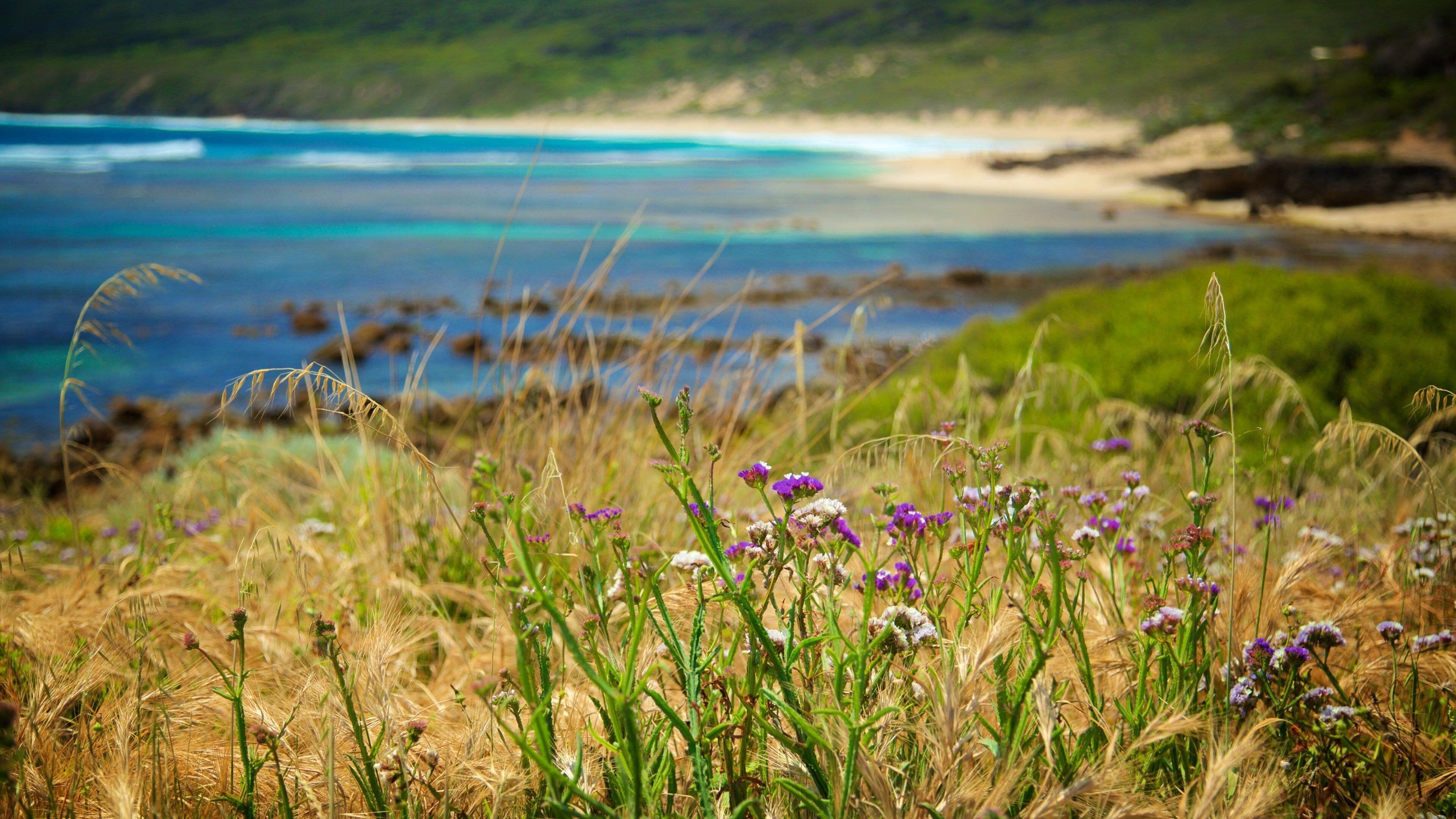 Yallingup mettant en vedette plage de sable et fleurs sauvages