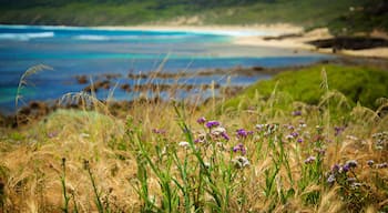 Yallingup 设有 野花 和 沙灘