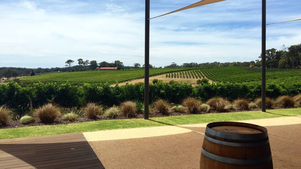 A vineyard with rows of grapevines under a canopy.
