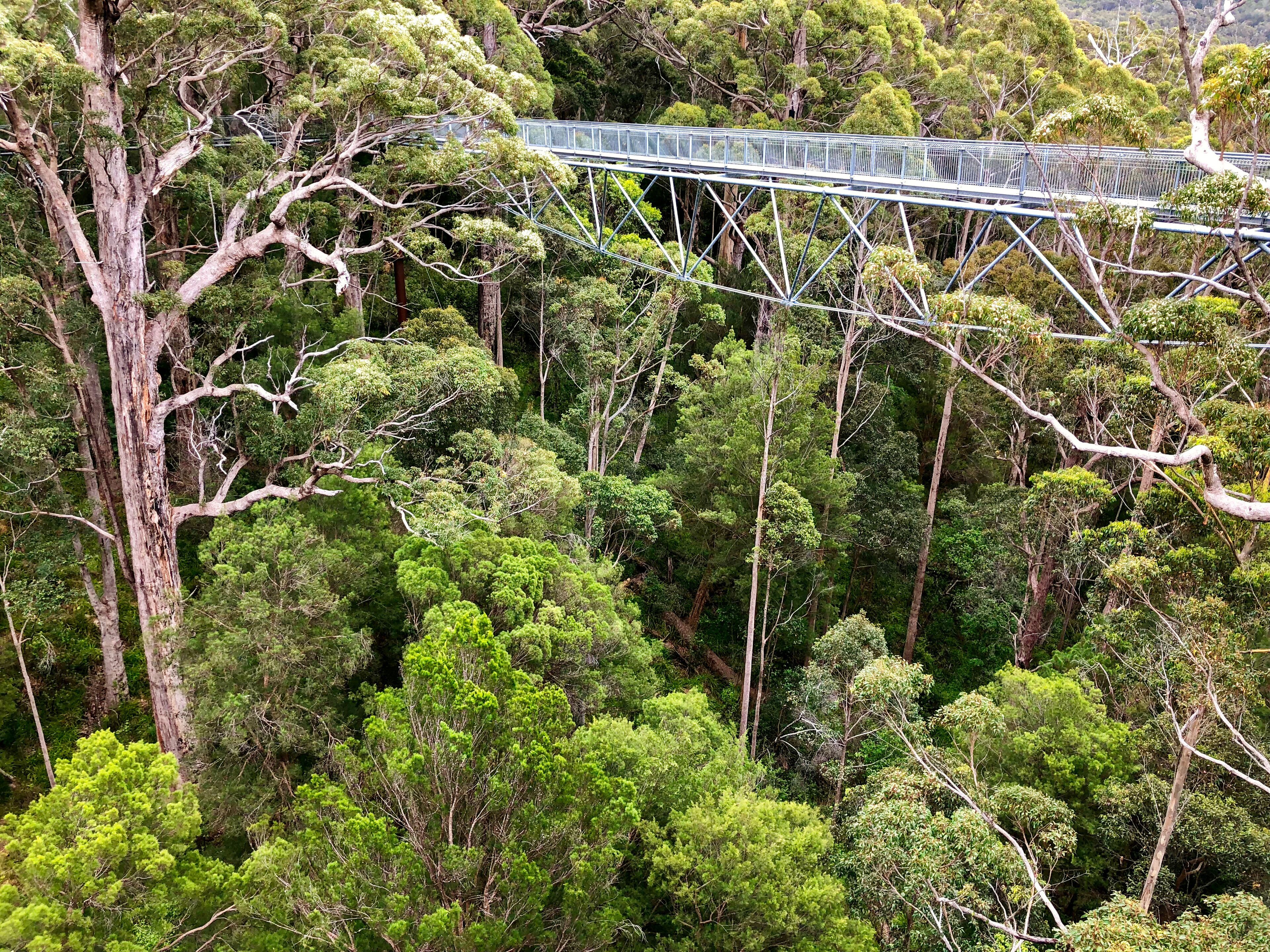 View of Tree Top Walk at Valley of the GIANTS at Walpole-Nornalup National Park, Western Australia
