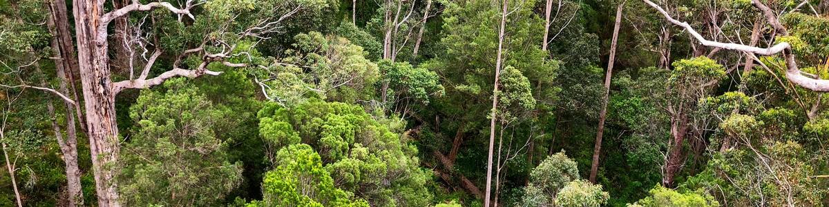 View of Tree Top Walk at Valley of the GIANTS at Walpole-Nornalup National Park, Western Australia