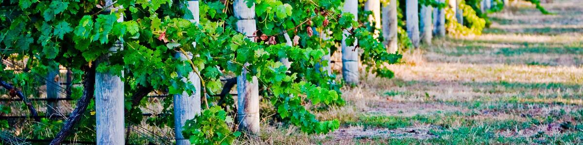 Vine yard Margaret River