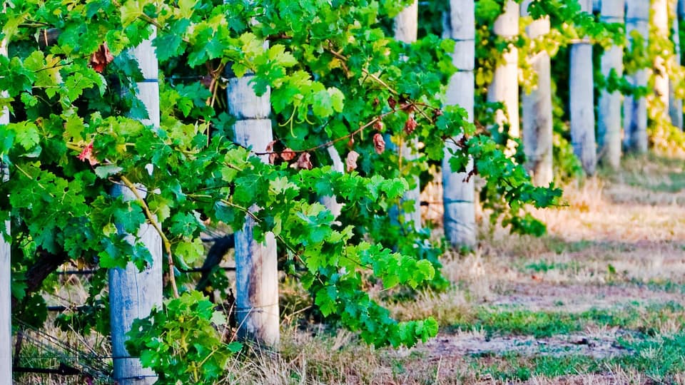 A vineyard with rows of grapevines supported by wooden stakes.
