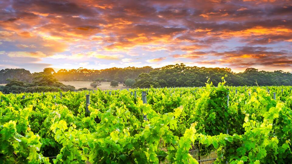 A vineyard with rows of grapevines under a colorful sunset sky.