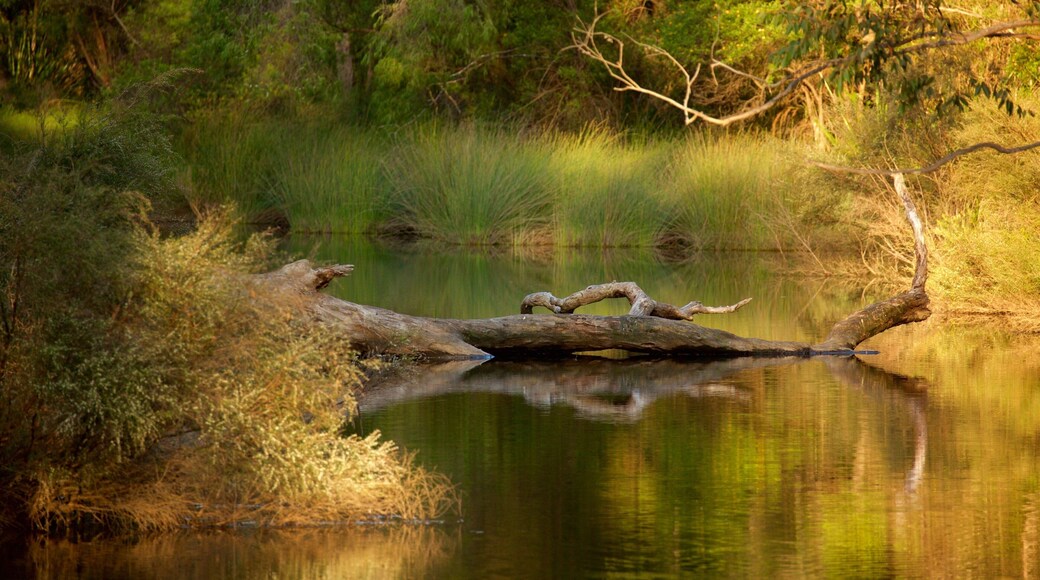 Margaret River showing a river or creek and forest scenes