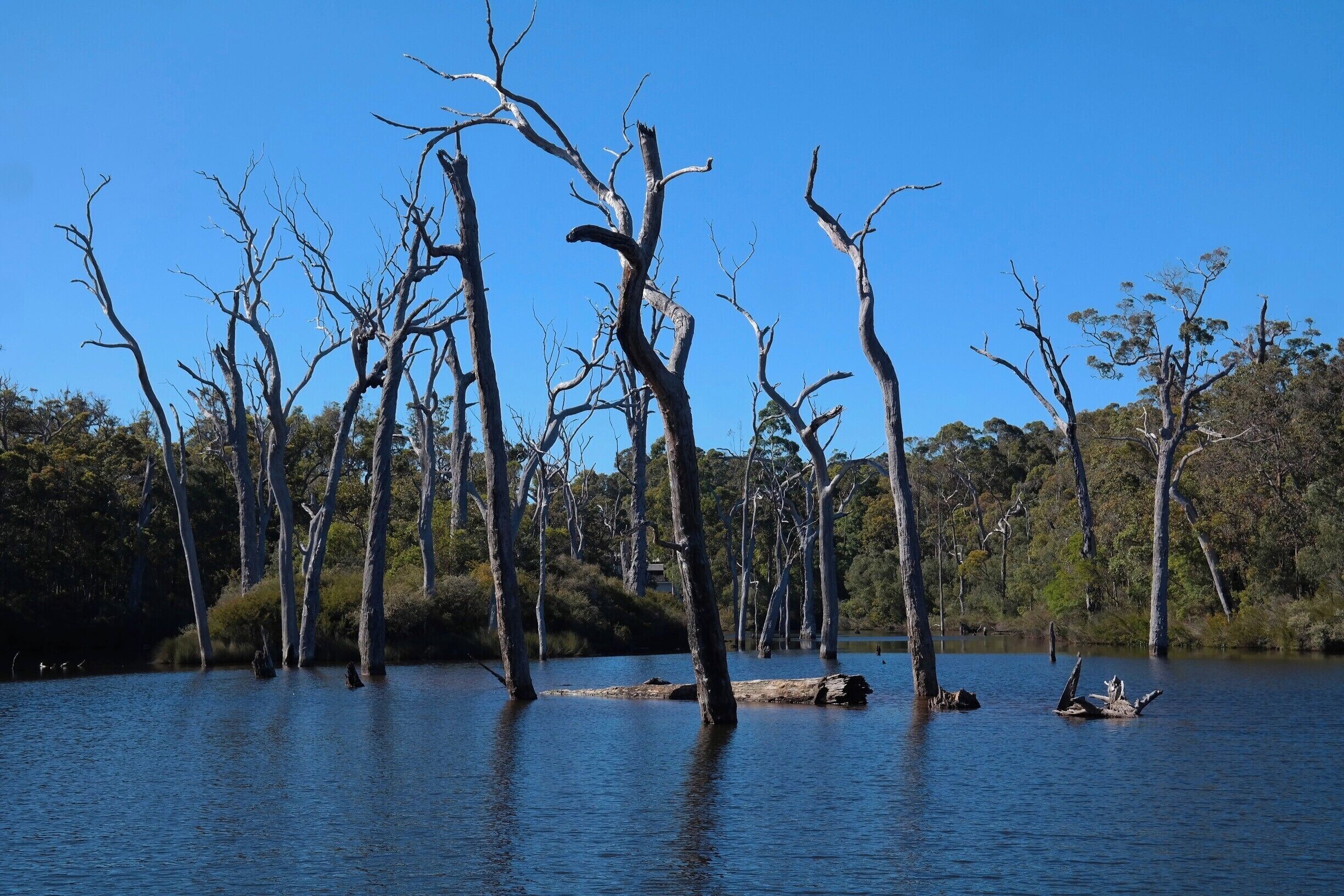 Just some interesting trees along the walking trail near the tourist park. The trail itself is ok for running! It's fairly smooth but isn't really that scenic unless you love seeing the Australiana outback over and over again. :) 