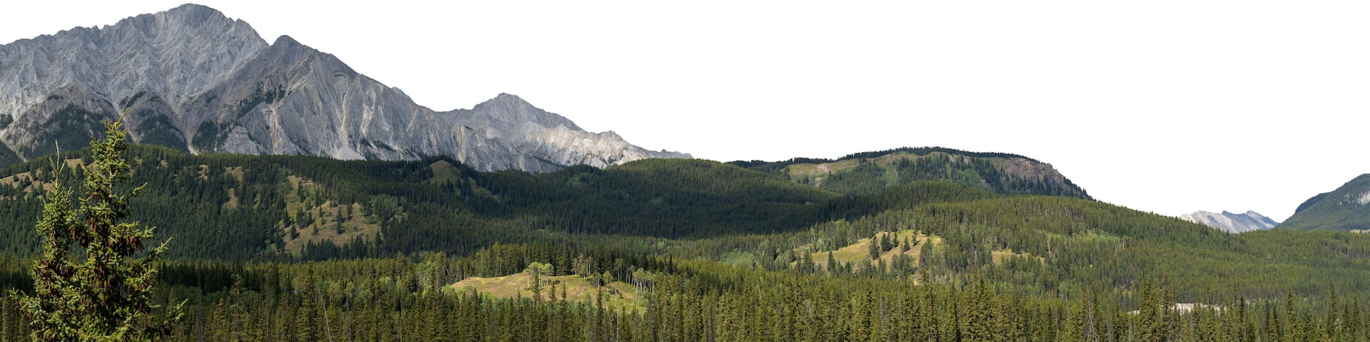 Panorama of a mountain scene with an evergreen forest in the midground. Transparent sky. Banff
