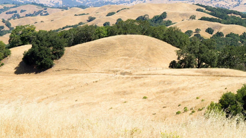 Rolling hills with dry grass and scattered trees.