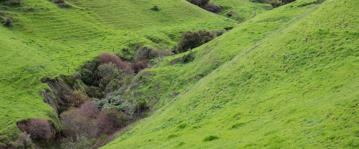The rustic foothills in the Salinas Valley of central California turn from golden to green in the winter and spring.