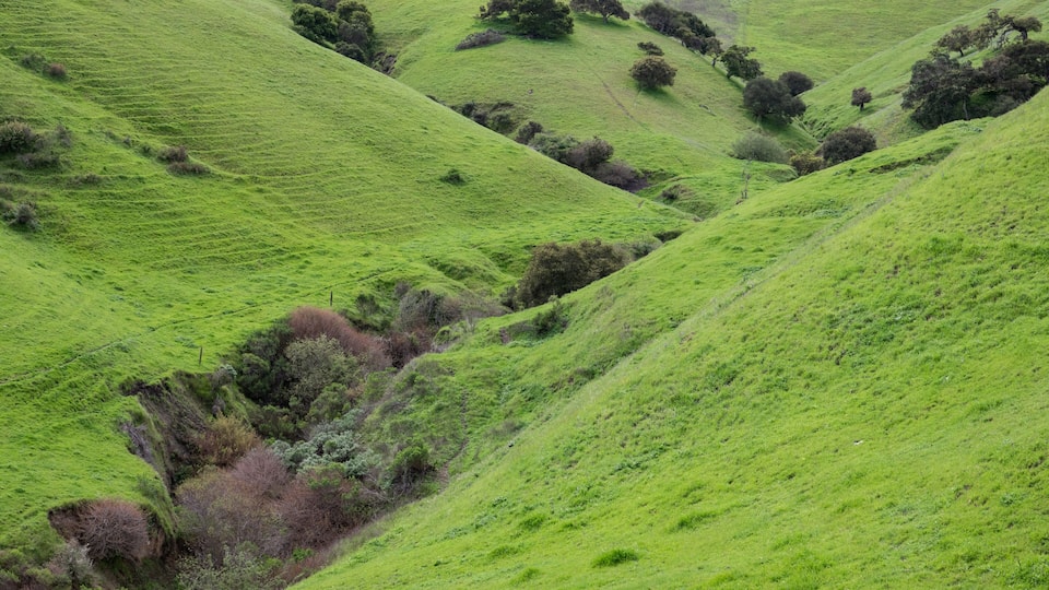 Rolling green hills with scattered trees.