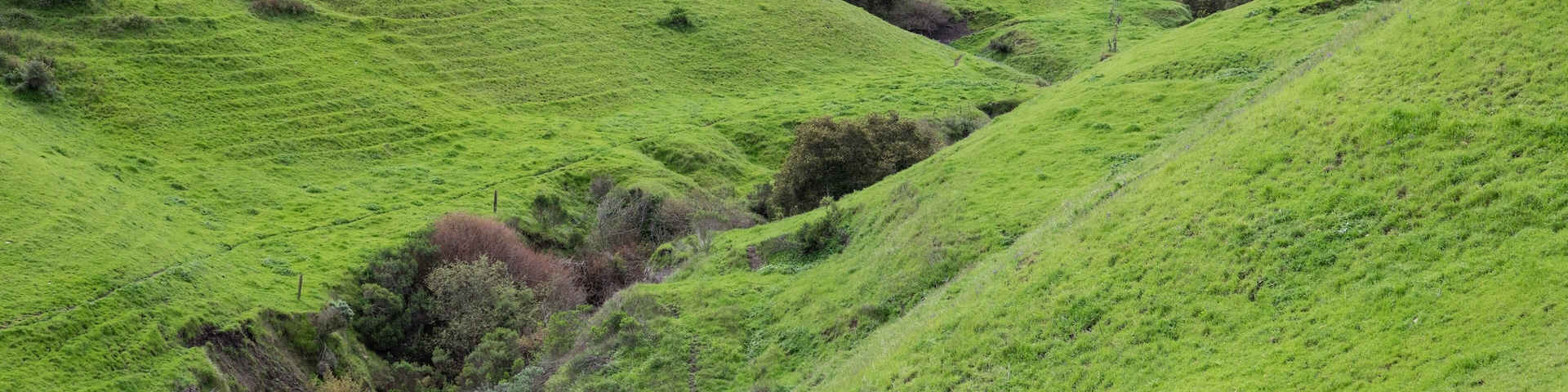 The rustic foothills in the Salinas Valley of central California turn from golden to green in the winter and spring.