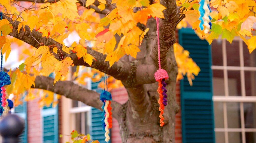 Freeport showing autumn leaves