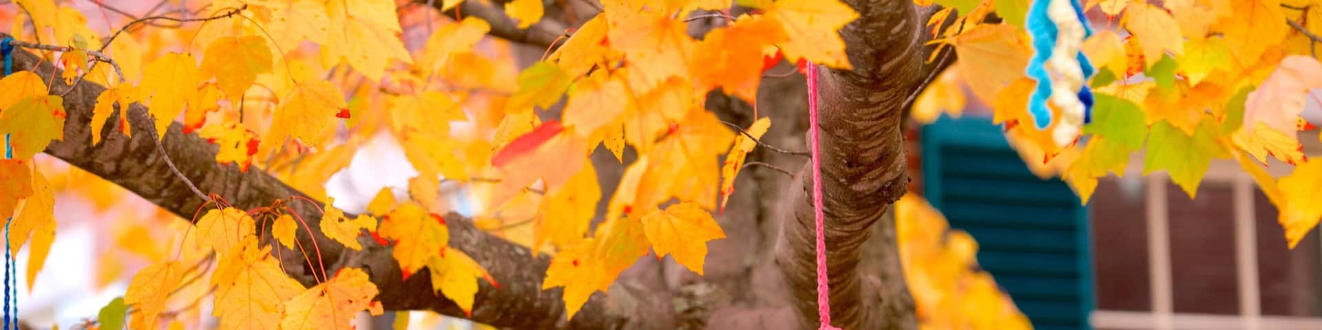 Freeport showing autumn leaves