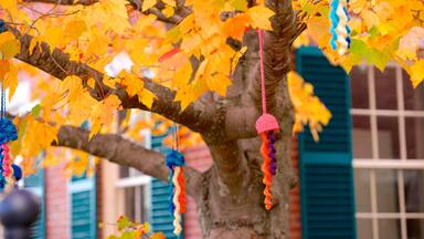 Freeport showing autumn leaves