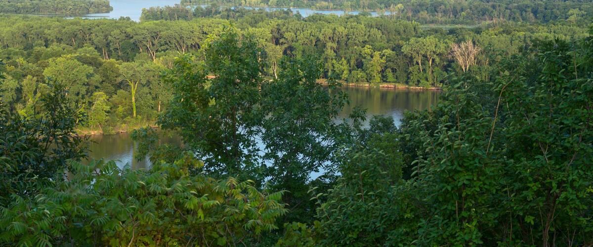 A dense forest with a lake and distant buildings.
