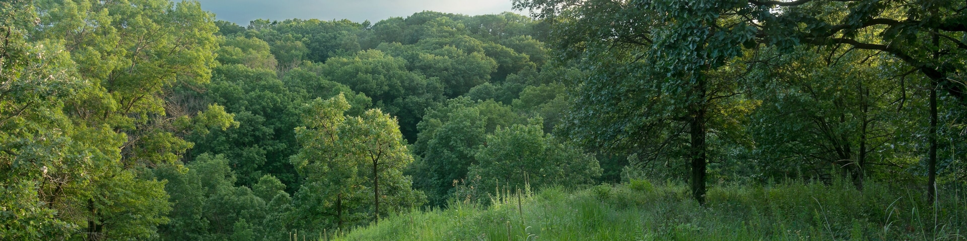 oak forest at pine bend bluffs