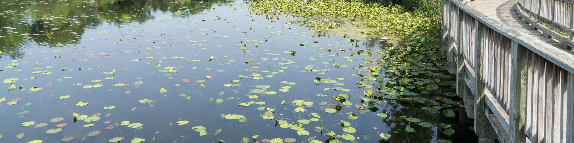 E6662B The boardwalk over the Mill Pond in Brighton, Michigan
