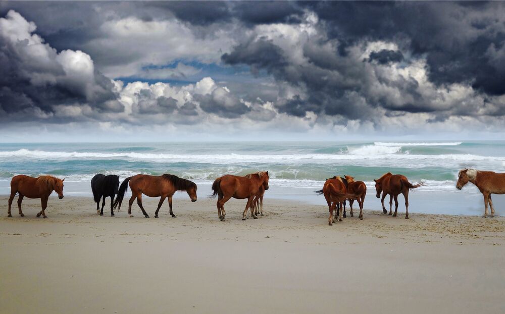 Corolla wild horses on the beach in North Carolina under dark clouds; Shutterstock ID 676085386; PO: Hcom Destination Content neighborhoods; Client: Hotels.com; Other: Hcom brand budge